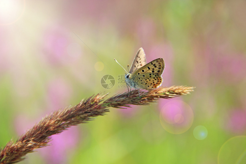 科学昆虫热的太阳光照耀着小蝴蝶坐在青草叶上蓝银的蝴蝶坐落在阳光灿烂的线中白银蝴蝶坐靠着干叶子近阳光明亮的线图片