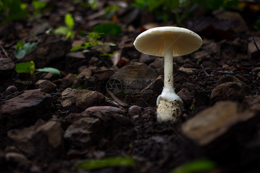 森林中的白色蘑菇房雨林的景色食用白蘑菇房生态旅游活动采摘白色蘑菇房新鲜有机的花图片