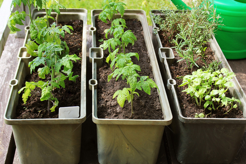 城市露台上的菜园香草容器中生长的西红柿幼苗露台上的菜园香草容器中生长的西红柿幼苗阿鲁科拉园艺图片
