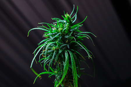 美丽的黑底开花早产朵的马里华纳植物燕尾花叶等绿色新药用植物麻醉剂图片
