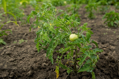 新鲜的衬套栽培绿番茄组在厨房菜园里绿色西红柿组在树干上图片