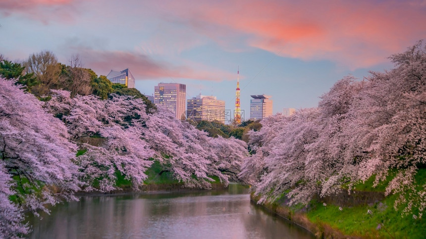 日落春季与本东京的sakura一起在Chidorigafuchi公园黄昏城市图片