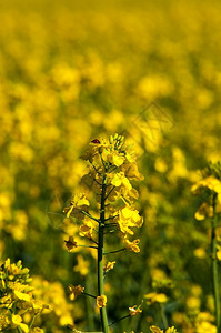 黄色的蓝天有甘蔗作物的种子田晴天季节图片