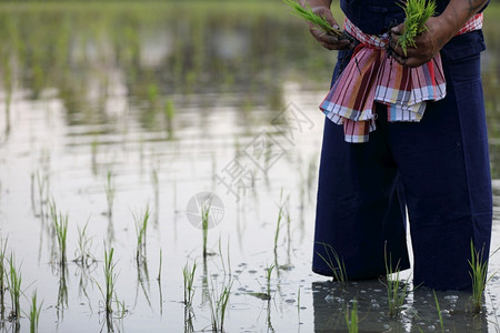 户外绿色亚洲人农民种植水稻图片