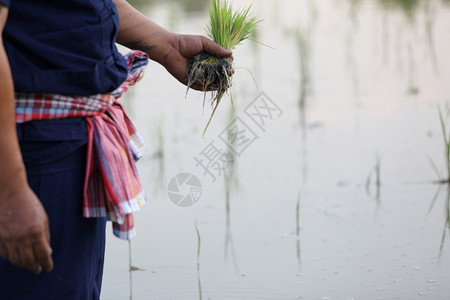 培育栽农民种植水稻劳动图片