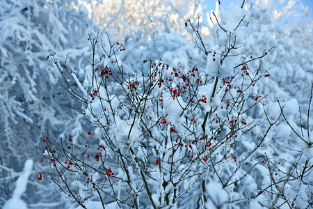 小路自然冬天的Virburnum黄昏果雪图片