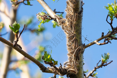 动物群毛虫幼树上棕尾毛木黑色的图片