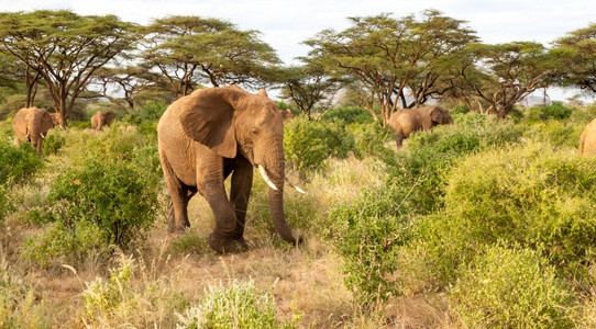 女热带许多大象穿过丛林中的灌木许多大象穿过丛林中的灌木树干图片