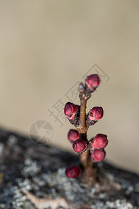 季节花的朵春天树枝上的花蕾杏树春天枝上的杏花芽图片