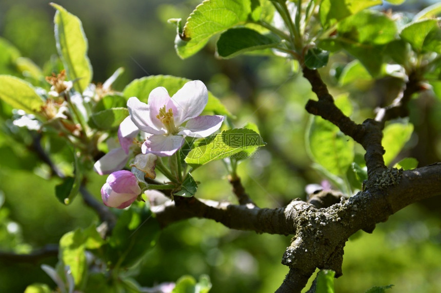 美丽的花果树天然彩色背景春月时间花瓣散景粉色的图片