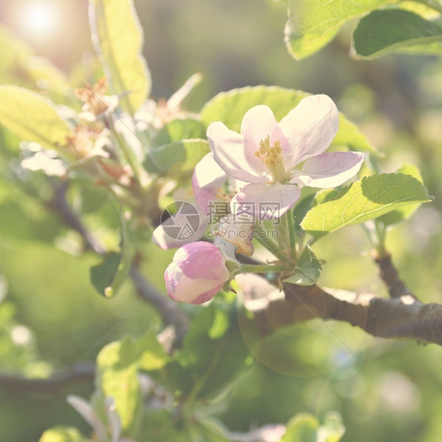 季节亚希尔泰拉美丽的花果树天然彩色背景春月时间芽图片