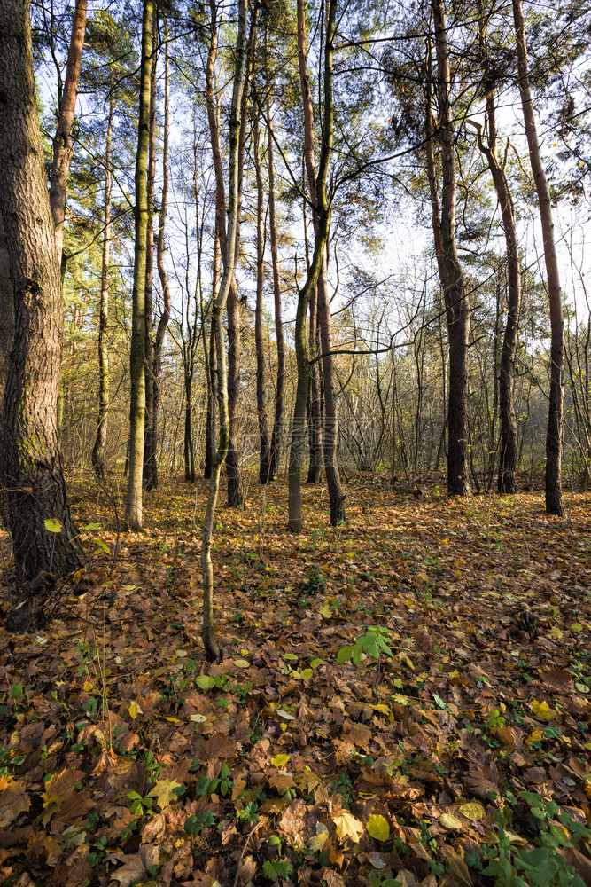 草地阳光公园中美丽的秋天气的落叶林真正秋冬风雨森林户外图片