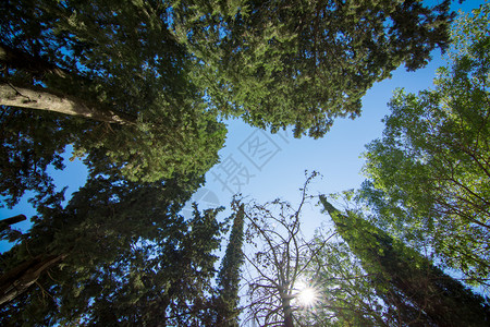 林业景观叶子松树的底与明亮天对准阳光高清图片素材