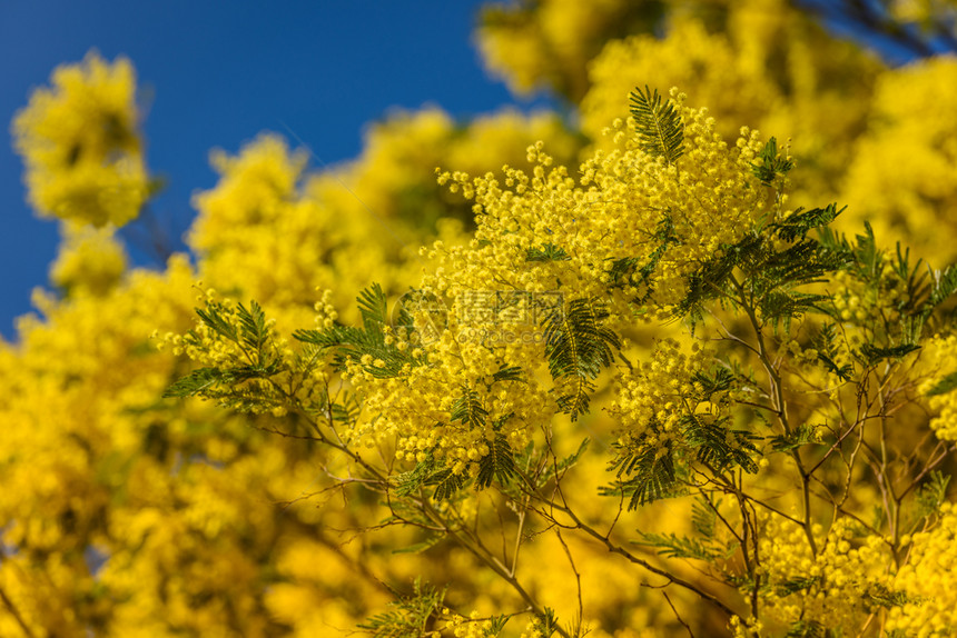 花束黄色的叶子春蓝天空中闪光树的黄花盛开作为背景图片