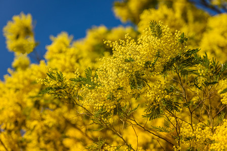 花束黄色的叶子春蓝天空中闪光树的黄花盛开作为背景绽放高清图片素材
