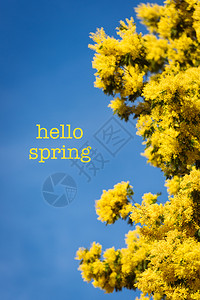 春蓝天空中闪光树的黄花盛开作为背景树木花朵新鲜的美丽高清图片素材