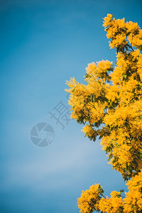 象征春蓝天空中闪光树的黄花盛开作为背景绽放郁葱自然高清图片素材