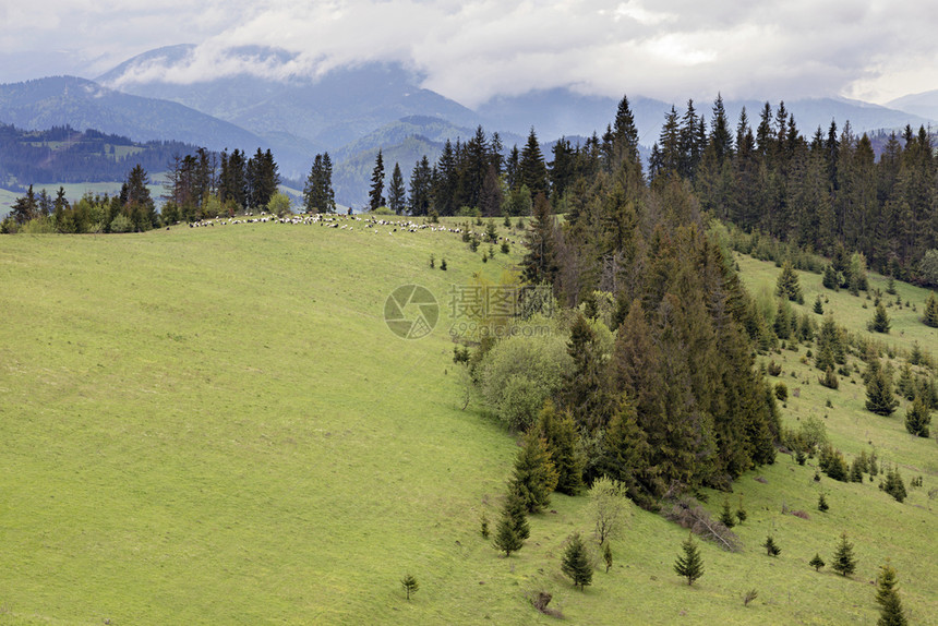 喀尔巴阡山地貌在高的针叶树中一大片绿蛋黄正在放牧一群绵羊牧在喀尔巴阡山上放牧农业绿色村图片