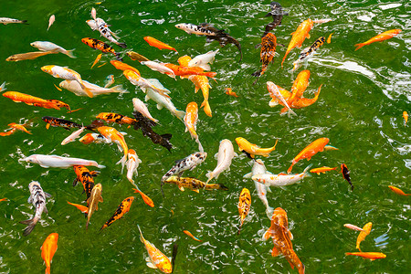 金绿色鱼素材在森林湖中金雕和甲鱼的绿色透明水中游动在一个森林湖中的金斑冠和科伊林湖中环境动物黑色的背景