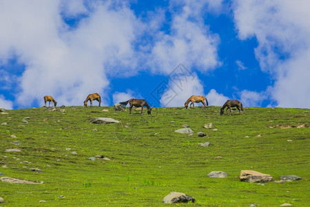 场地在山中放牧的马动物春天图片