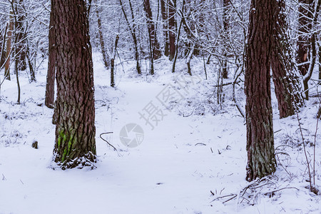 天自然带树干的雪林道路RucphenDutch森林的冬季降雪图片
