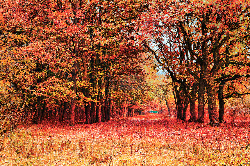 向秋末的红树林农村通往森的道路走风景优美图片