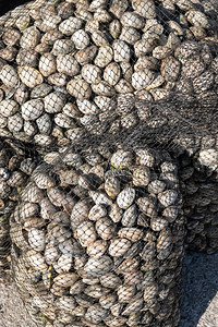 贸易拜萨斯一组来自西班牙加利亚的鲜蛤海产食品净袋户外运输高清图片素材