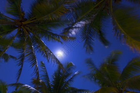 户外加勒比海滩日落的景象加勒比海滩日落之景温暖的树图片