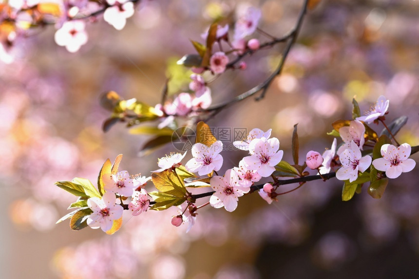 开花盛的树枝樱桃花和有天然彩色背景的日光鲜花瓣散景图片