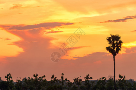 剪影美丽的日落泰国月光下天幕有棕榈树手掌娱乐图片