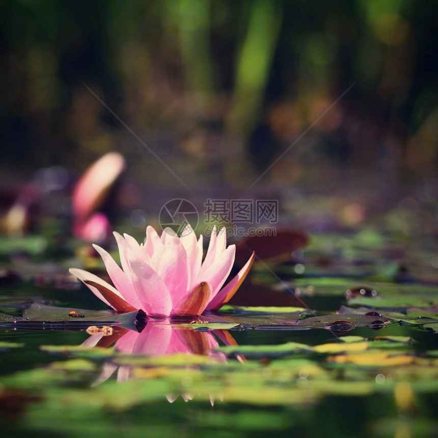 水面上盛开的莲花图片