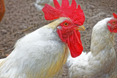 地面长大的梳子成年白公鸡在家禽院子里的临时刻戴红色徽章乡村的高清图片素材