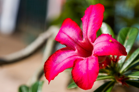 腺苷罗丝伊帕拉莉莫克阿扎莱亚草花朵图片