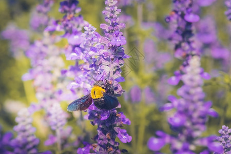 木匠蜜蜂浸在大自然美丽的花朵上动物天线粉图片