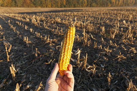 有机的收割后在农业田地上躺玉米的黄色耳朵上收获玉米乡村的自然图片