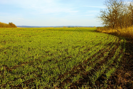 农业天空污垢秋末好气冬季种田小麦图片
