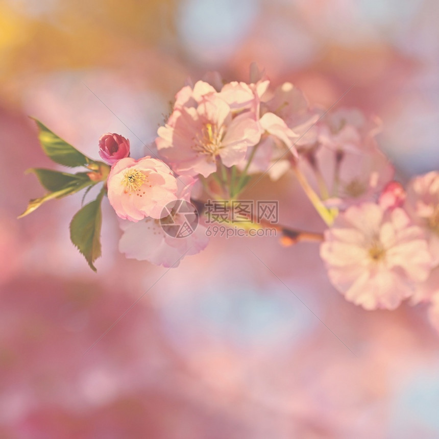 分支植物学有着天然颜色的美丽花朵树其春底樱花图片
