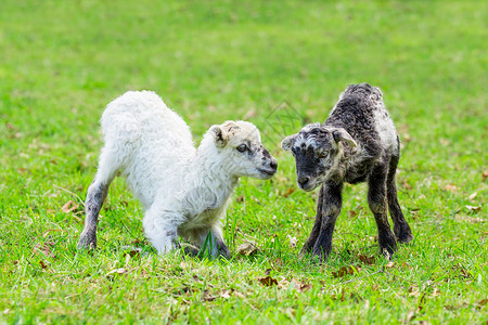 兄弟春季两只新生羔羊一起在绿草地玩耍舍内维尔季节高清图片