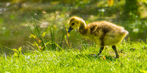 沼泽在草地上行走幼鸭热带水鸟从美国来的鱼尾小鸟可爱近身肖像动物可爱的图片