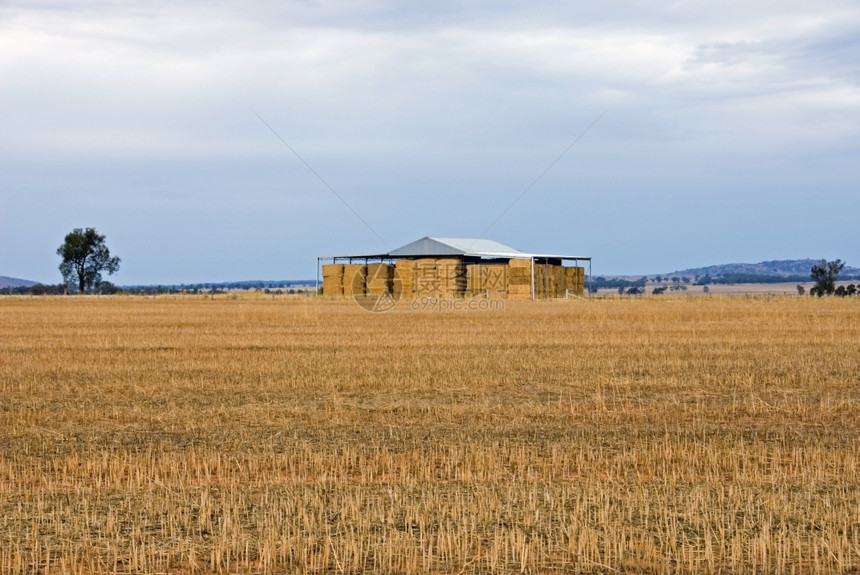 在澳大利亚新南威尔士西威尔士的一个偏远农场上小麦天明尼斯图片