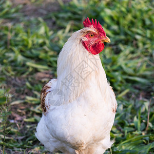 绿色小鸡羽毛一个英俊的白公鸡在草地上哭泣的肖像动物群高清图片素材