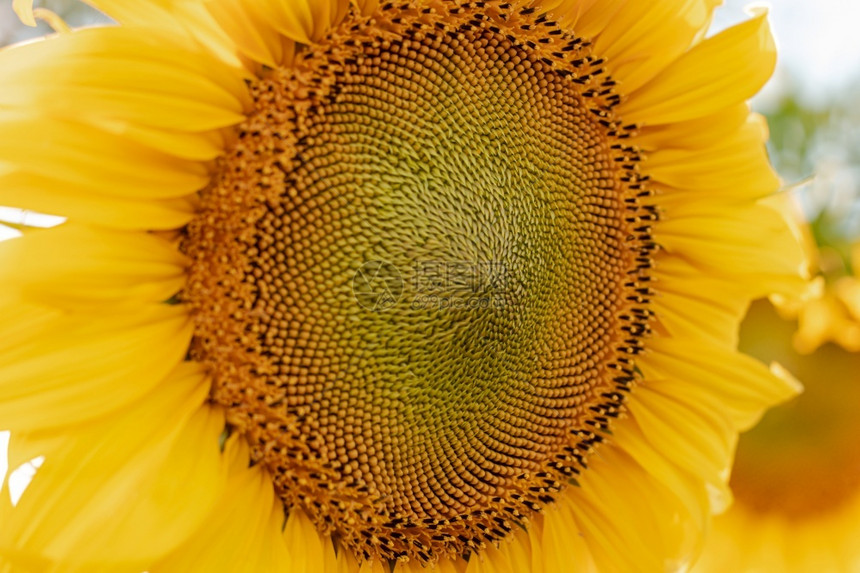 向日葵花椰子核心的近距离向日葵花粉丛生自然背景颜色场太阳图片