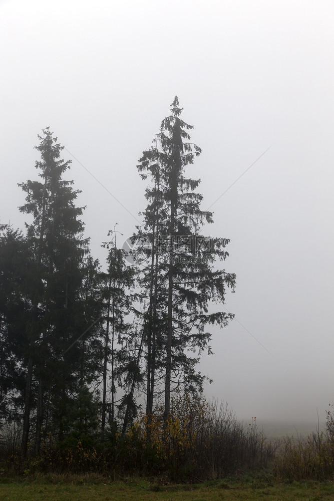 自然界的秋雾森林附近有fir树可见度低Silhouette秋水生天空风景优美季节图片