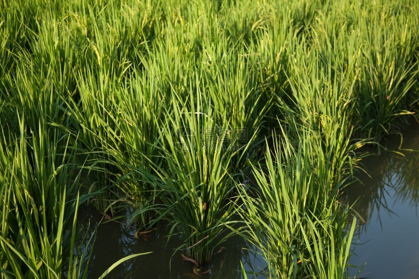 在稻田里的米粒在大自然的田野里鲜绿植物群金子培育图片