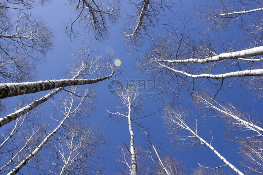 蓝天下的参天大树图片