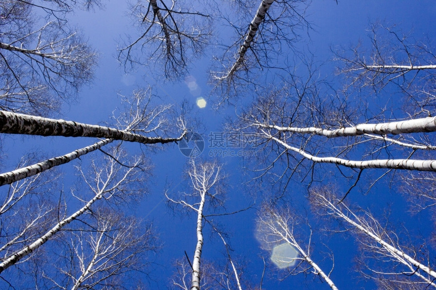 蓝天下的参天大树图片