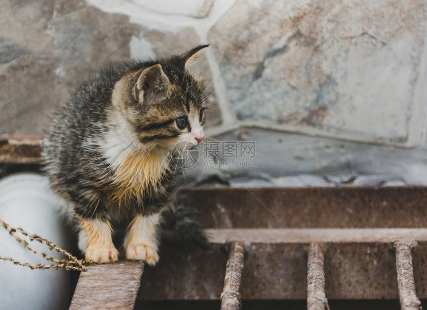 俏皮漂亮的小猫恐惧和兴奋目光年轻图片