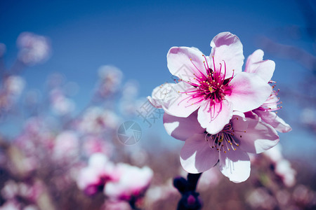 模糊背景的粉红桃花优质的白色日本人图片