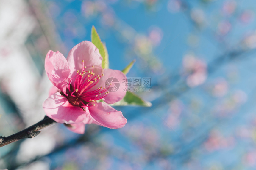 模糊背景的粉红桃花东方的优质芽图片