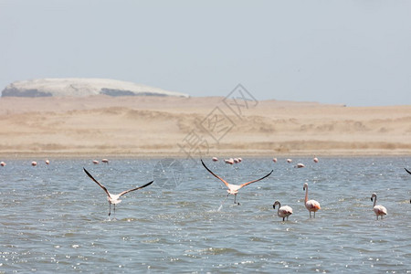 海喵秘鲁帕拉卡斯保留地FlamingosChilenos飞泻湖图片